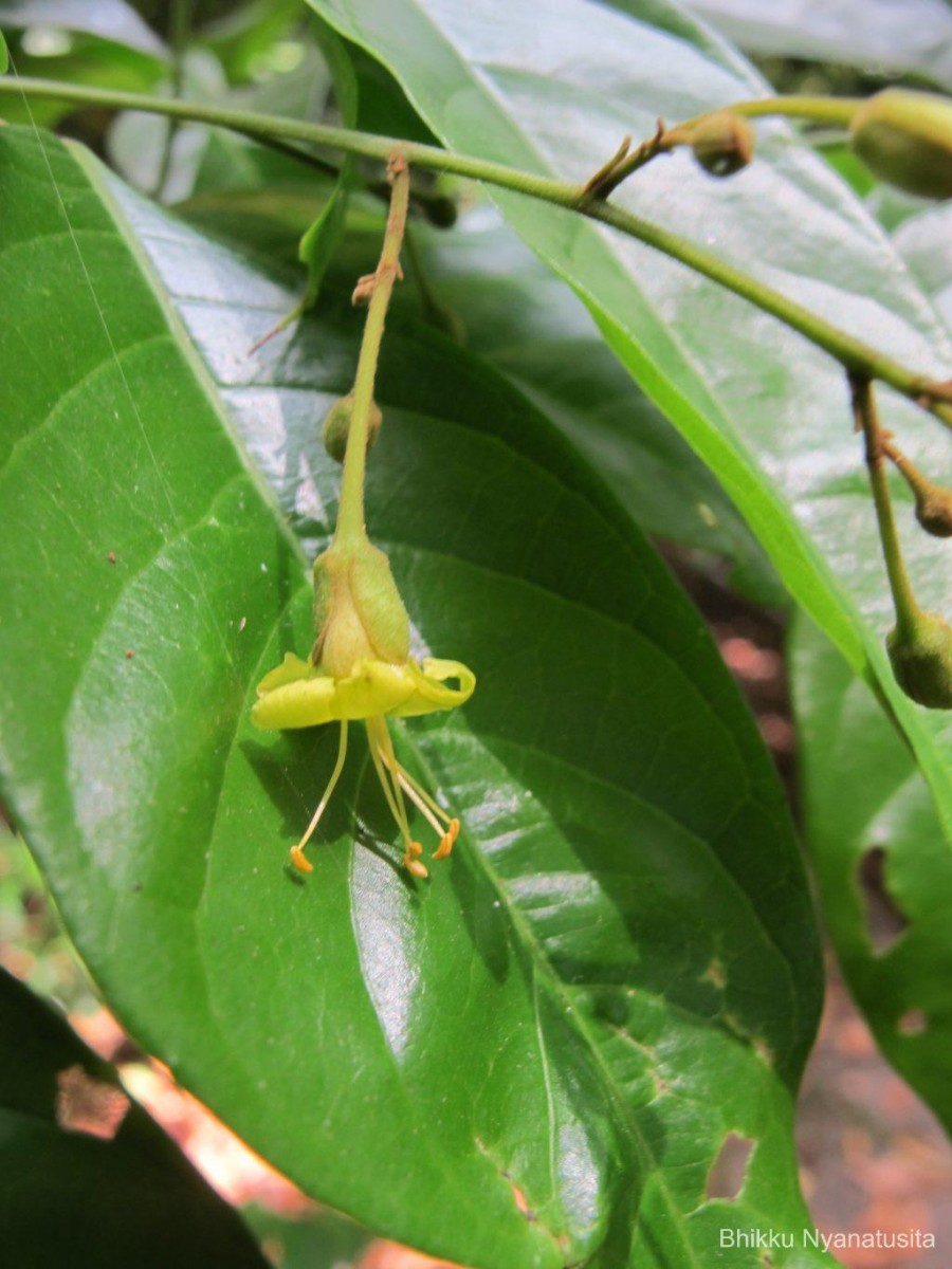 Harpullia arborea (Blanco) Radlk.